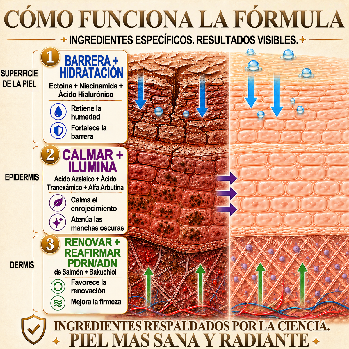 ✨🐝 Purelora® Crema de Reposición de Crema de Sol de Monocromo (Un solo producto para reposición) 𝐢𝐧𝐟𝐥𝐚𝐦𝐦𝐚𝐭𝐢𝐨𝐧, 𝐝𝐫𝐲𝐧𝐞𝐬𝐬, 𝐚𝐠𝐢𝐧𝐠, 𝐩𝐢𝐠𝐦𝐞𝐧𝐭𝐚𝐭𝐢𝐨𝐧, 𝐚𝐧𝐝 𝐯𝐢𝐬𝐢𝐛𝐥𝐞 𝐬𝐤𝐢𝐧 𝐝𝐚𝐦𝐚𝐠𝐞.)