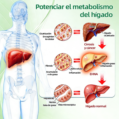 🔥 Parches de Microneedles 10 en 1 Mejorados de Curalona® — Sinergia de Berberina y NAD+ para favorecer la salud metabólica, promover la renovación cutánea y aliviar las molestias articulares — Resultados visibles en 7 días