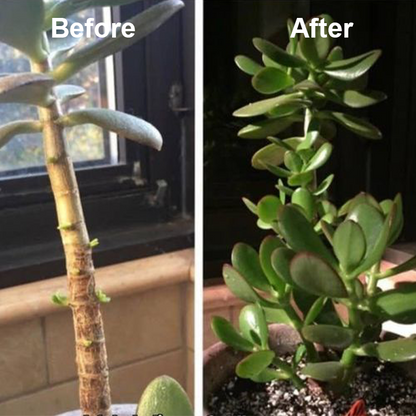 Coolord™ Phytovitamin Solution